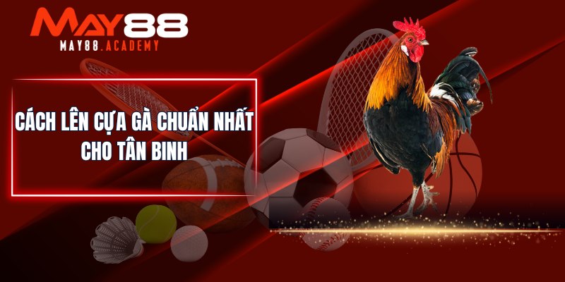 Cách Lên Cựa Gà Chuẩn - Bí Quyết Giúp Chiến Kê Thắng Lớn 4 Cách lên cựa gà chuẩn nhất cho tân binh