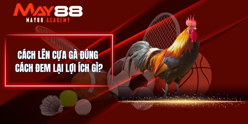 Cách Lên Cựa Gà Chuẩn - Bí Quyết Giúp Chiến Kê Thắng Lớn 3 Cách lên cựa gà đúng cách đem lại lợi ích gì?