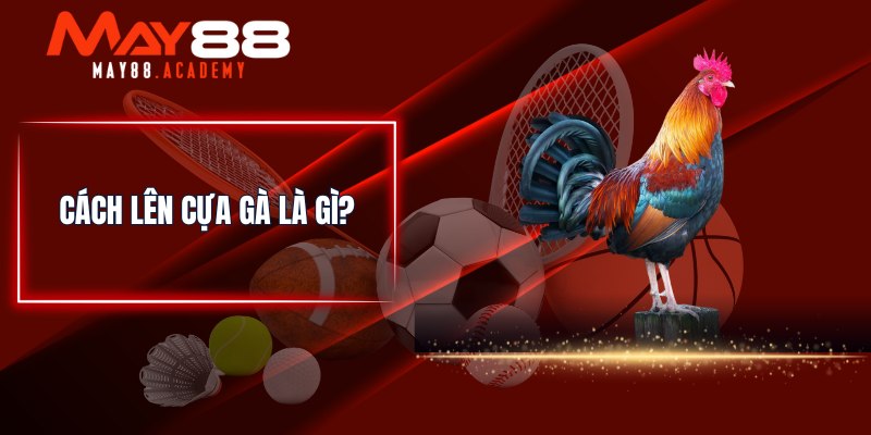 Cách Lên Cựa Gà Chuẩn - Bí Quyết Giúp Chiến Kê Thắng Lớn 2 Cách lên cựa gà là gì?