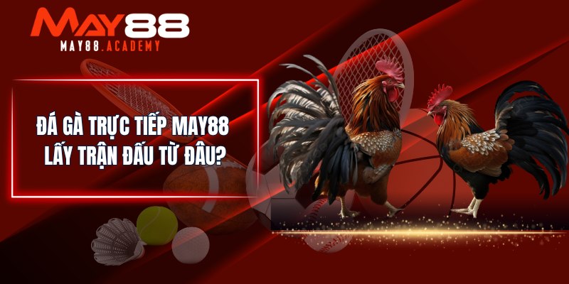 Đá Gà Trực Tiếp - Theo Dõi Trận Đấu Ngay Tại Nhà Trên MAY88 3 Đá gà trực tiếp MAY88 lấy trận đấu từ đâu?
