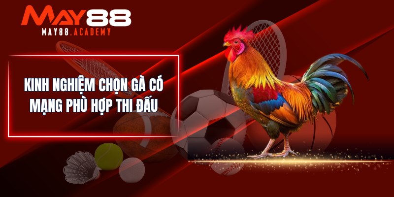 Cách Xem Màu Gà Mạng Chuẩn - Màu Gà Phong Thuỷ Tốt Nhất! 4 Kinh nghiệm chọn gà có mạng phù hợp thi đấu