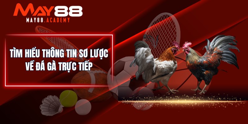 Đá Gà Trực Tiếp - Theo Dõi Trận Đấu Ngay Tại Nhà Trên MAY88 2 Tìm hiểu thông tin sơ lược về đá gà trực tiếp