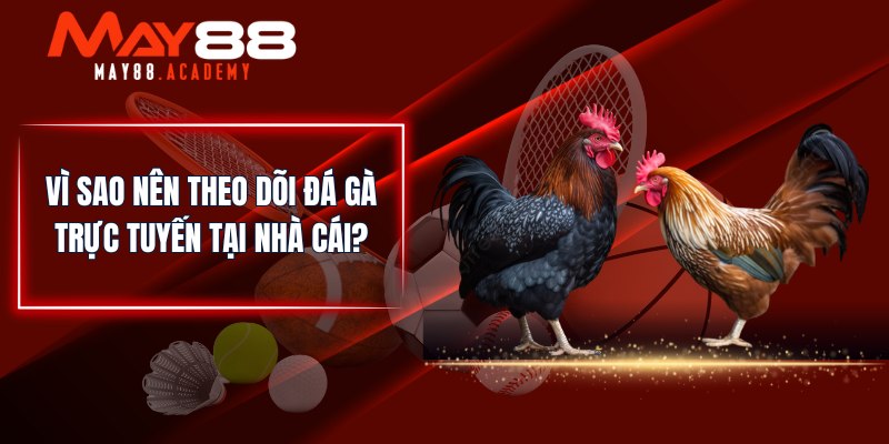 Đá Gà Trực Tiếp - Theo Dõi Trận Đấu Ngay Tại Nhà Trên MAY88 4 Vì sao nên theo dõi đá gà trực tuyến tại nhà cái?