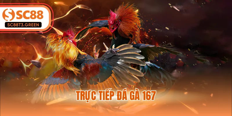 Trực Tiếp Đá Gà 167 - Theo Dõi Các Màn So Tài Đỉnh Cao